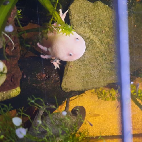 Axolotl leucistique #2