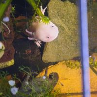 Axolotl leucistique #2