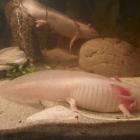 Axolotl leucistique #3