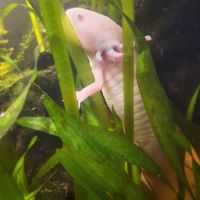 Axolotl leucistique #4