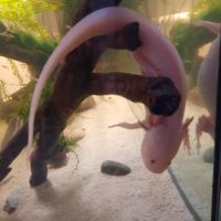 Axolotl leucistique
