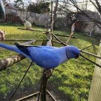 Perruches à collier #1