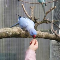 Perruches à collier #2