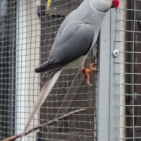 Perruches à collier