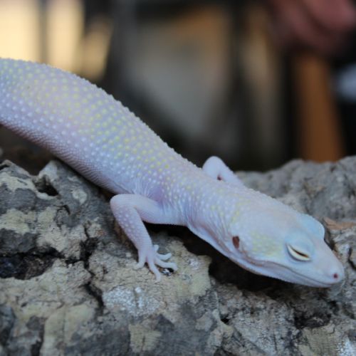 Couple gecko léopard