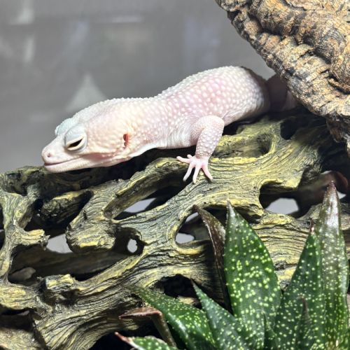 Mâle gecko léopard #2