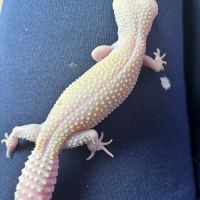 Gecko léopard