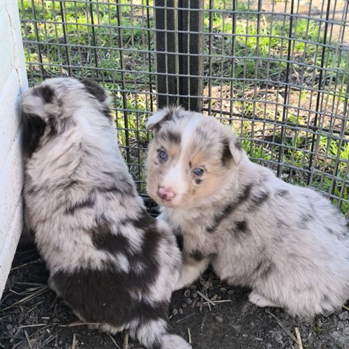 Chiots border collie non lof #1