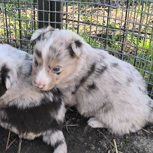 Chiots border collie non lof #3