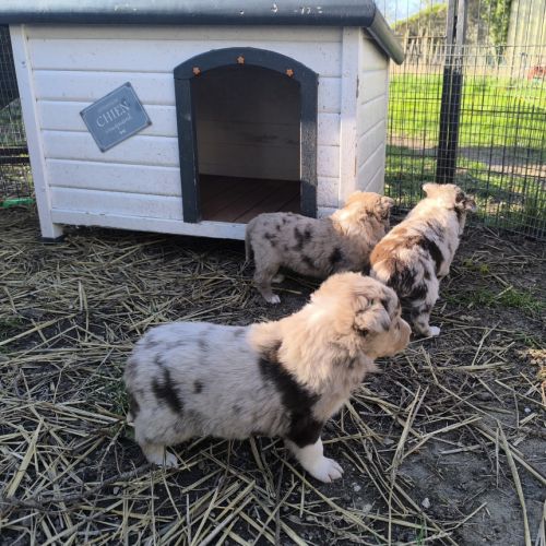 Chiots border collie non lof #5