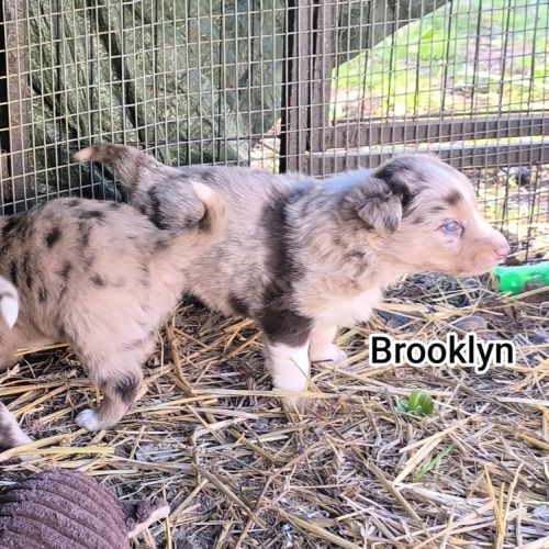 Chiots border collie non lof #7