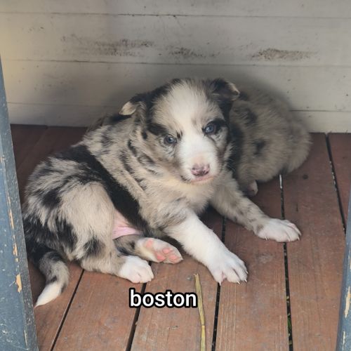 Chiots border collie non lof #0