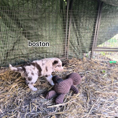 Chiots border collie non lof #10