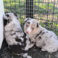 Chiots border collie non lof #1