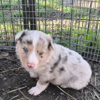 Chiots border collie non lof #2