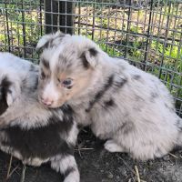 Chiots border collie non lof #3