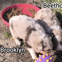 Chiots border collie non lof #4