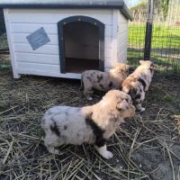 Chiots border collie non lof #5