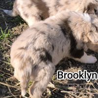 Chiots border collie non lof #6