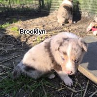 Chiots border collie non lof #9