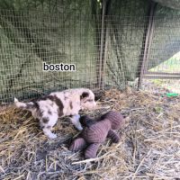 Chiots border collie non lof #10