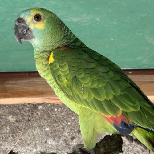 Amazone front bleu femelle