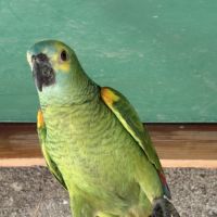 Amazone front bleu femelle #2