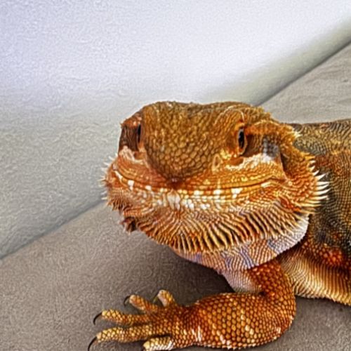 Pogona leatherback red #2