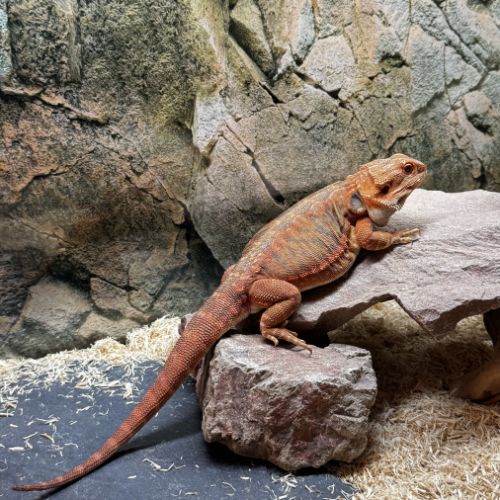 Pogona leatherback red #4