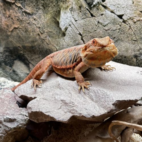 Pogona leatherback red #5