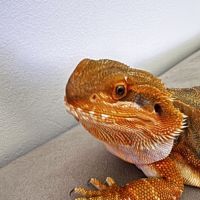 Pogona leatherback red #1