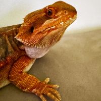 Pogona leatherback red