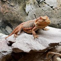 Pogona leatherback red #5