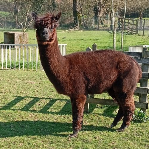 Alpaga chocolat