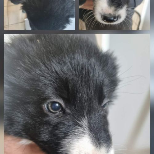 Jolie chiots border collie #2