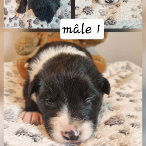 Jolie chiots border collie #5