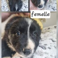 Jolie chiots border collie