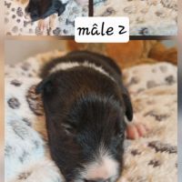 Jolie chiots border collie