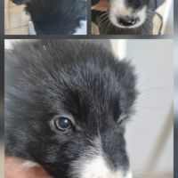 Jolie chiots border collie #2