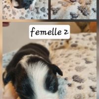 Jolie chiots border collie #3
