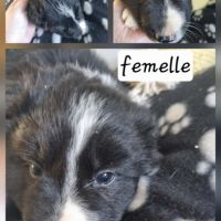 Jolie chiots border collie