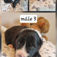 Jolie chiots border collie #4