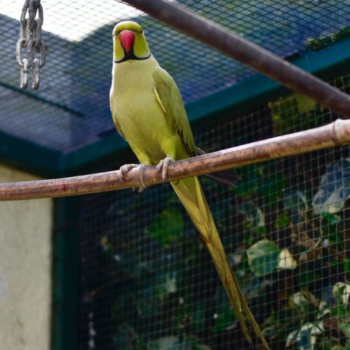 Perruche olive à collier