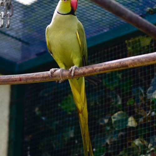 Perruche olive à collier #3