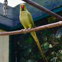 Perruche olive à collier