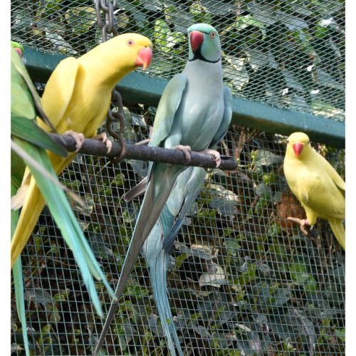 Perruche bleue turquoise #1