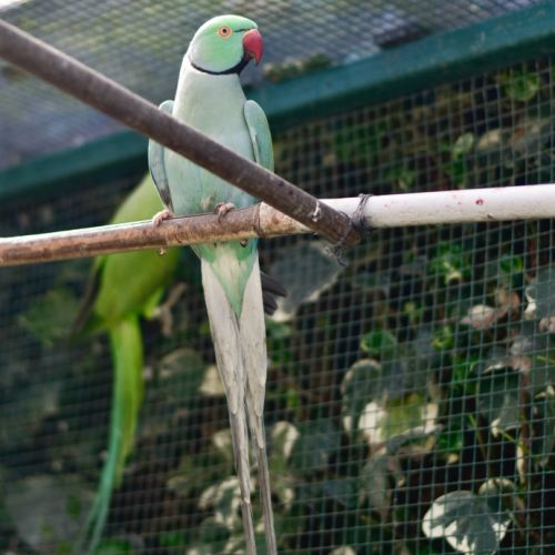 Perruche bleue turquoise #3