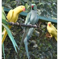 Perruche bleue turquoise #1