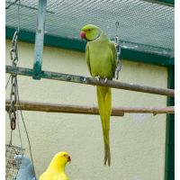 Perruche olive mâle #0