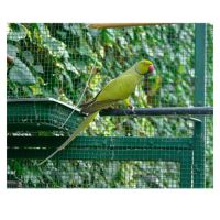 Perruche olive mâle #2